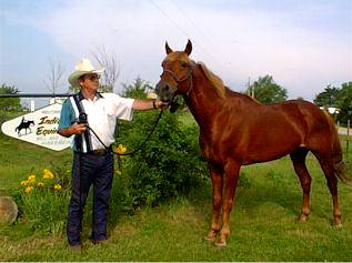 Country Gold, prize-winning stallion  (16626 bytes)